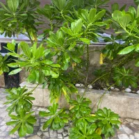 هرس کاری گل و گیاه