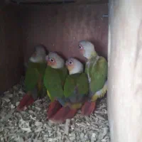 گرینچیک  آناناسی دبل رد.|پرنده|آباده, |دیوار