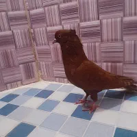 کبوتر نر سرخ