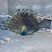 طاووس نروماده ویک نرتک