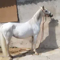 اسب|اسب و تجهیزات اسب‌سواری|آذرشهر, |دیوار