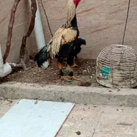 خروس لاری اصل