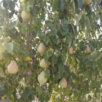 فروش باغ شهری خانزنیان|فروش زمین و ملک کلنگی|شیراز, شهرک فرزانگان|دیوار