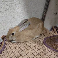 خرگوش|موش و خرگوش|هشتگرد, فاز ۷ مهستان|دیوار