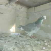 دو عدد دوکت نر|پرنده|سنندج, |دیوار