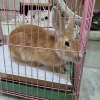 خرگوش واگذاری رایگان