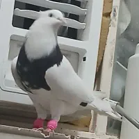 طوق سیاه الماسی و زاغ ابادانی 2تا نر|پرنده|اندیمشک, |دیوار