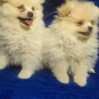 توله پامر با کیفیت|سگ|مشهد, ویلاشهر|دیوار