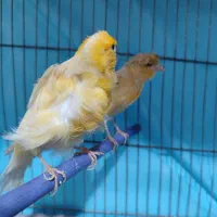 قناری . گرینچیک