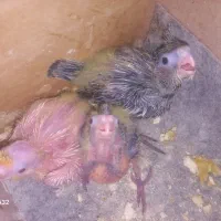 جوجه عروس هلندی