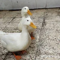 ۲ تا اردک بازیگوش ۷ ماهه