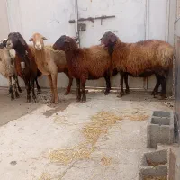 میش چاق و بره ماده داشتی