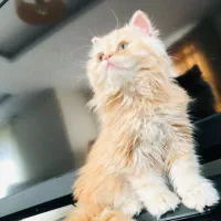 بریتیش مو بلند گارفیلدی کاراملی پسر بغلی ۱۲۵۰۰ ت|گربه|تهران, ستارخان|دیوار