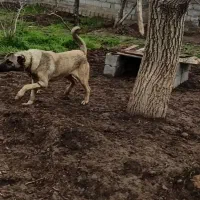 توله پنج ماه