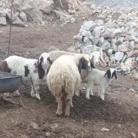 دوتا میش وبره