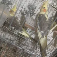جوجه عروس هلندی ابلغ و ایزابلا|پرنده|چابکسر, |دیوار