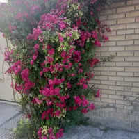 ارسال نظافچی ونیروی خدماتی توسط خانم واقا