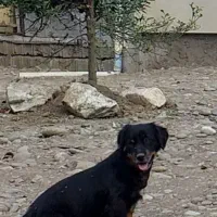 اسپیز .گم شده..