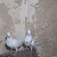 کفتر