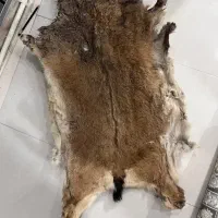 پوست اهو