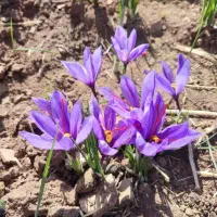 پیاز زعفران سالم تمیز