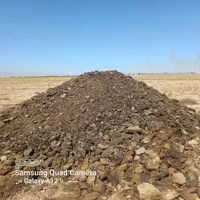 کودگوسفندی