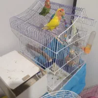 عروس برزیلی|پرنده|اهواز, کوی سعدی|دیوار