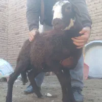 گوسفند برره نژاد دار و فوق العاده