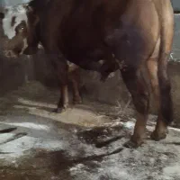 بلژیکی خلوص بالا