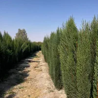 نهالهای سالم و پربار ازنهالستان دارای لیبل معتبر|خدمات باغبانی و درختکاری|محمدشهر, محمدشهر|دیوار