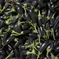 بادمجون تازه چین