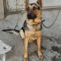 واگذاری توله ژرمن|سگ|رباطکریم, رباطکریم|دیوار