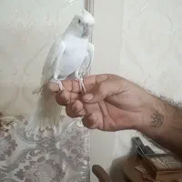 عروس هلندی