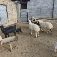 بز و پازن بوئر|حیوانات مزرعه|حسن آباد, |دیوار