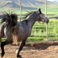 اسب