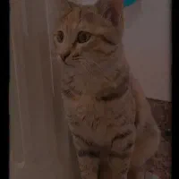 گربه|گربه|مریوان, |دیوار