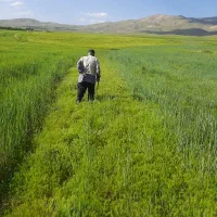 زمین دیم کشاورزی