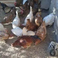 مرغ|حیوانات مزرعه|شاهین دژ, |دیوار