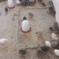 با سلام تعدادی بلدرچین به فروش میرسد