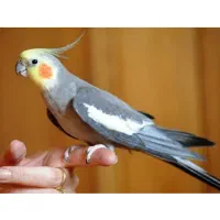 عروس هلندی گمشده