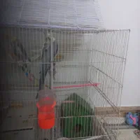 عروس هلندی|پرنده|مشهد, ایوان|دیوار