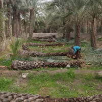 قطع نخل با اره بنزینی ،،زارعی،،|خدمات باغبانی و درختکاری|بوشهر, |دیوار