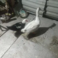 ۷عداد اوردک اسرایلی ۲نره بقی ماده
