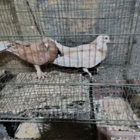 کاکلی|پرنده|خرمدره, |دیوار