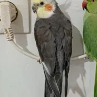 عروس طوطی گم شده|پرنده|قزوین, |دیوار