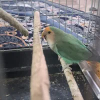 طوطی برزیلی|پرنده|اهواز, شهرک حفاری|دیوار