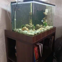 آکواریوم با ماهی و تجهیزات|ماهی|ری, اقدسیه|دیوار