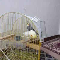 عروس هنلدی
