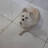 واگذاری ۸ ماهه و باردار هستش از نژاد اشپیتز پامر