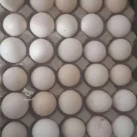 تخم اوشاموخالص